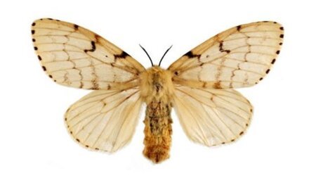 Flighted Spongy Moth Complex